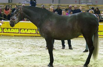 flamenca jb, plata en yeguas de 4 a